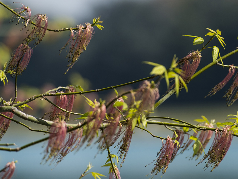 Acer negundo